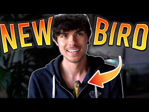 I'm Getting Another Bird!