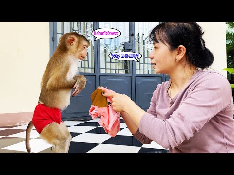 Monkey Lyly secretly asked her aunt for help because she accidentally got her clothes dirty.