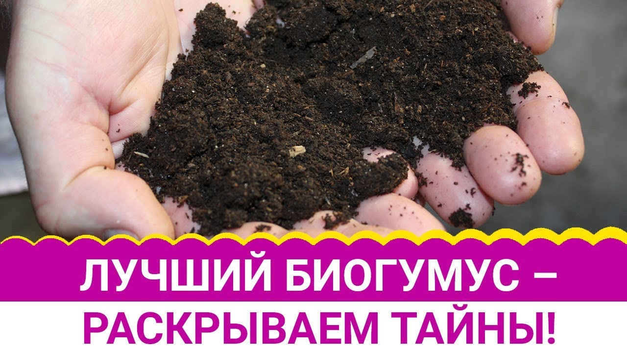 Лучший биогумус раскрываем тайны!
