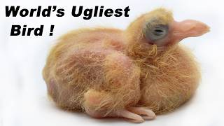 Raising Squab For Meat - Baby Pigeons are a true delicacy that you can easily raise in your Backyard