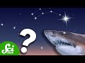 Sharks and the North Star: A Cosmic Comparison