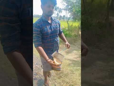 ചൈനയിലെ മീൻപിടുത്തം കേരളത്തിലും   #koifish #fish #chainafishing #shorts