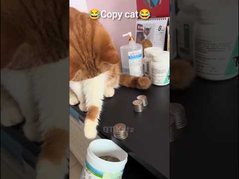 Copy cat 😺 || part 1 || #shorts #ytshorts #cat #funny