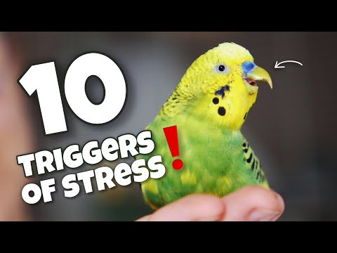 10 Surprising Things That Stress My Budgie Out (And How I Handle Them) 😵‍💫🦜