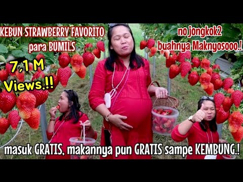 GREBEK KEBUN STRAWBERRY, BUAHNYA BESAR2 & SUPER MANIS.!
