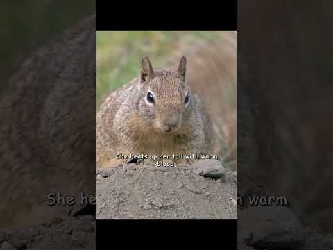 Squirrels eat snake skin and have this use for it! #wildlife #animals #shorts