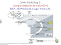 Calvin Cycle Concepts and Processes