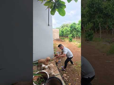 Cách Mà Mấy Bé Nhà Mình Đi Vệ Sinh. #pets #dongvat #doglife #thucung #haihuoc #funny #cutedog