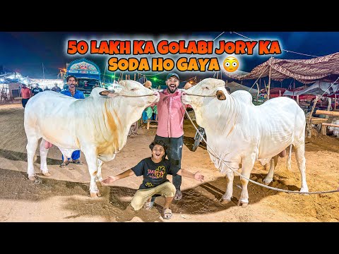 50 Lakh ka gulabi jora passand A gaya 😱 || Most beautiful janwar for qurbani 😳 || Chota Ali vlogs