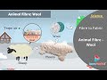 Wool Production and Selective Breeding
