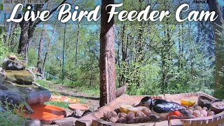 Leśny Zakątek dla ptaków i dzikiej zwierzyny - kamera na żywo