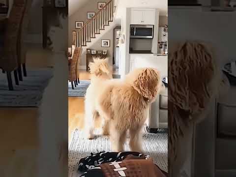 Las Reacciones De Los Perros Son Súper Graciosas😂