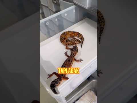 Cek IG: @wachigecko.idn jika ingin adopt gecko 🫶🏻 atau klik link di bio aja 🔥