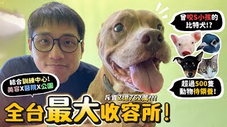 【全台佔地最大收容所!】2億造價!3.7公頃!曾咬S小孩的比特犬!比特爭議?超過500隻動物待領養!比特犬飼主現身說法!【許伯簡芝】