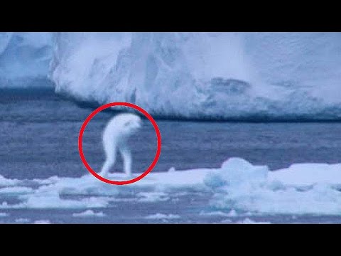 5 مخلوقات غامضة تم تصويرها..!!!