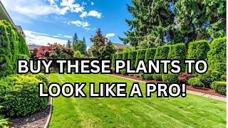 Low Maintenance | Easy to Grow Shrubs Around Your Home!