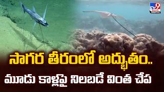 Fish : సాగర తీరంలో అద్భుతం..మూడు కాళ్లపై నిలబడే వింత చేప  - TV9