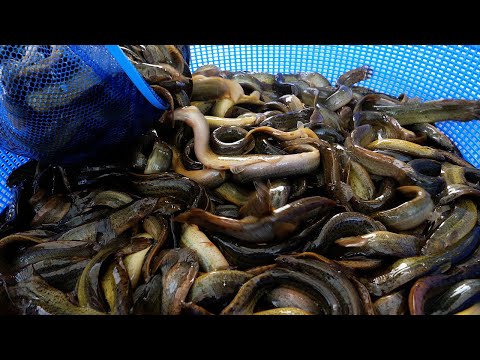 미꾸라지만 연 120톤 사용하는 4계절 인기있는 추어탕 맛집 - 이해윤추어명가