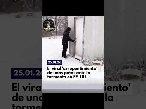 POV: Eres Team frío?... si, pero no tanto 😅 ❄️ 🦆 #comedy #humor #pets #duck