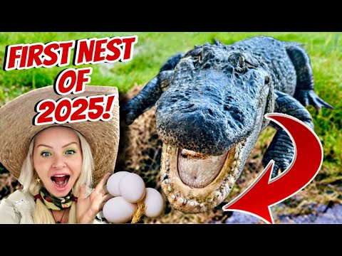 BREAKING: First Alligator Nest of 2025… and it was MASSIVE!