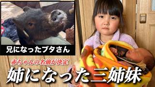 【名前が決定】４人目赤ちゃんの名前が決定！さらに夜中にブタが怪しい行動を？一体なにを？