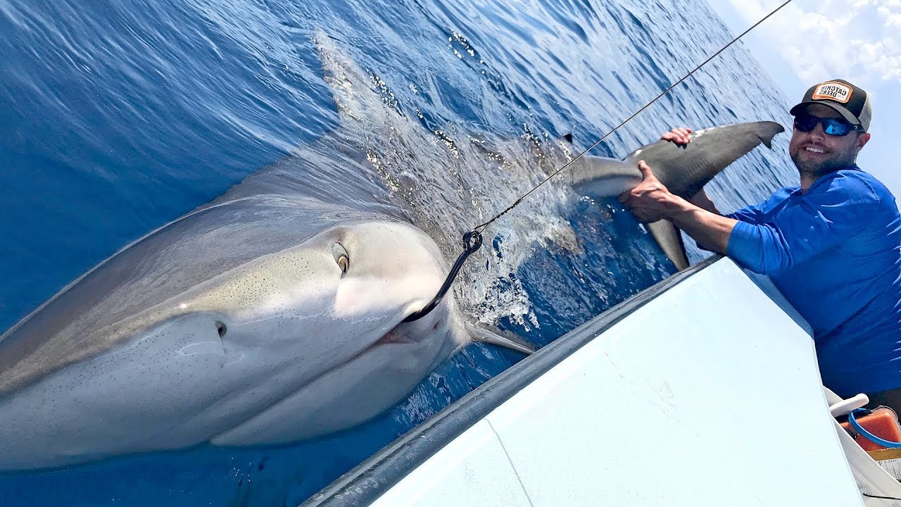 Searching for Giant Snook and a Monster Shark