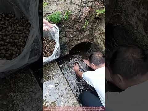 Harvesting Snails from a Concrete Water Channel
