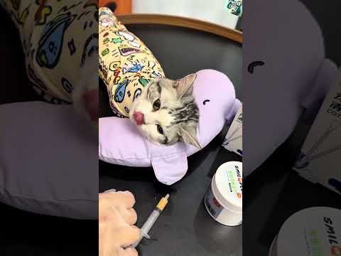 Part 1. Deworming Routine  #cat #petflix #routines