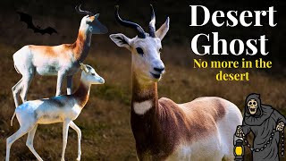 Dama Gazelle—Critically Endangered & World's Rarest Gazelle
