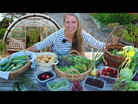 Harvesting Abundance 🌿 July’s Fresh Vegetables from Garden to Table