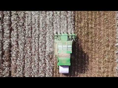 Cotton Harvesting Unleashed: Heavy Machines Transforming Fields in the USA!