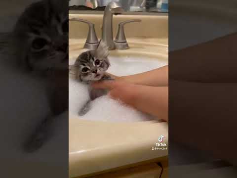 Giving my Foster Kittens a Flea Bath Pt.1