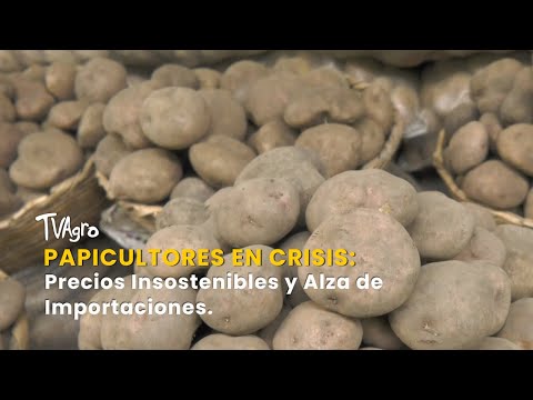 YouTube video thumbnail: Potato Farmers in Crisis: Unsustainable Prices and Rising Imports