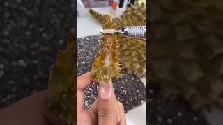 Durian Fruit Peel Nail Extension 🍍 Encapsulated real Fruit inside my Nail 💚 ilysmnails .com #nails