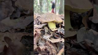 🌲🌲🌲🍄🍄🍄🌲🌲🌲30.6.2026. Myko výlet s přáteli -   Severní Čechy #mushroom