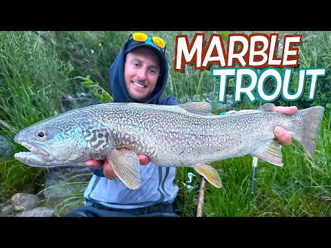 Una TROTA da SOGNO! Pesca alla Marmorata a Spinning in Fiume: TRE Specie Diverse! [Catch & Release]