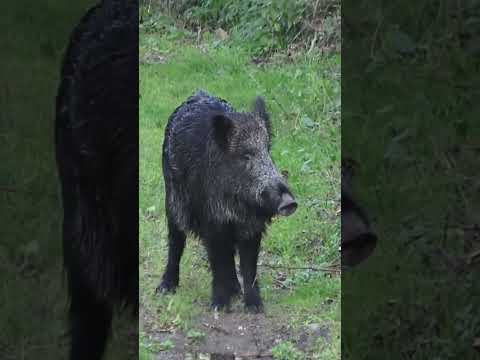 Wild boar attack #shorts #wildboarhunting #youtubeshorts #wildlife #hunting