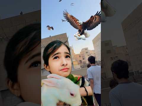 Eagle Attack on Rabbit… #shortsfeed