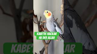 Mecnun ve Kabede Hacılar Hu der Allah ilahisi #ilahi #keşfet