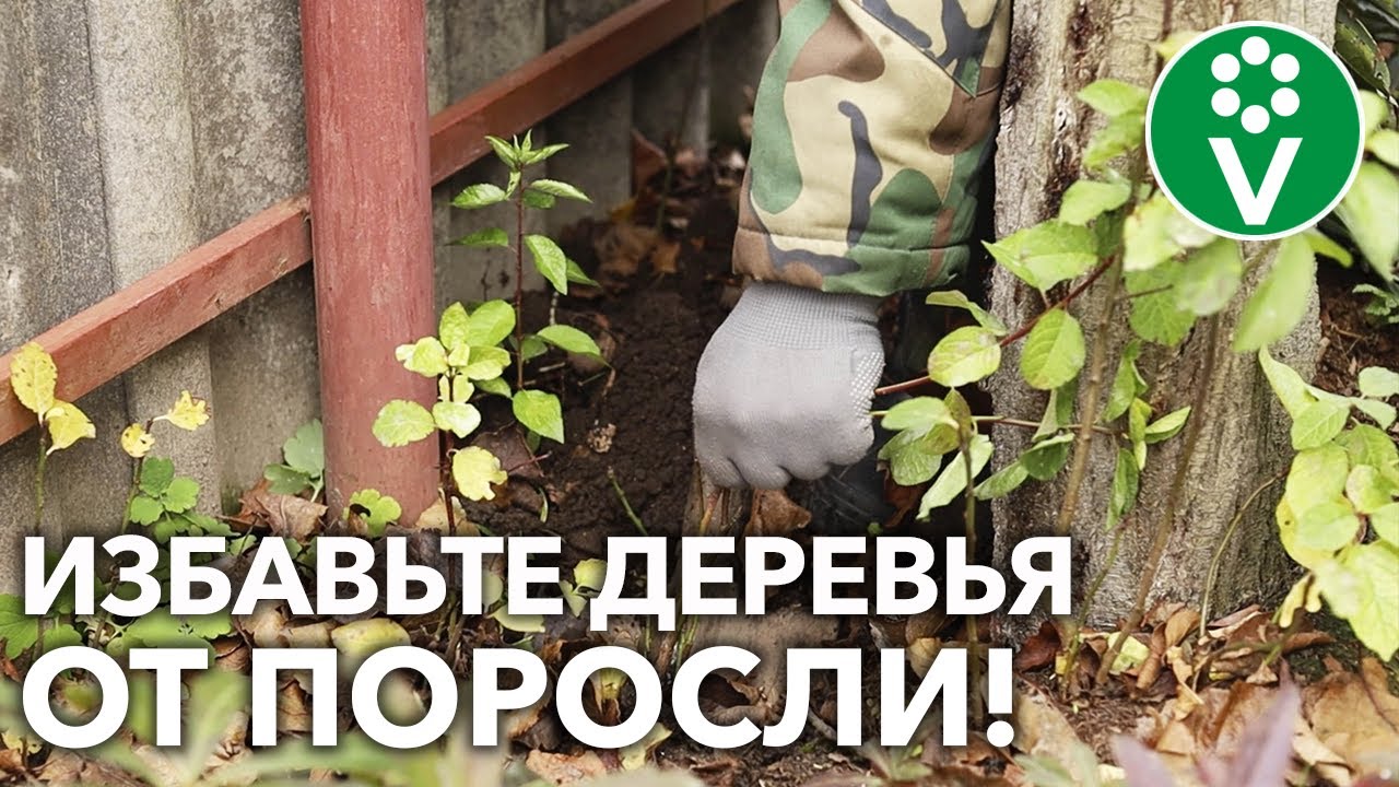 Корневая поросль забирает питание у деревьев и ваш урожай! Вот как ее правильно удалить!