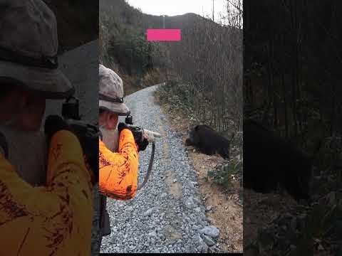 Yaban domuzuna pusu. #hunting #wildboarhunting #animals #chasseausanglier #wildlife