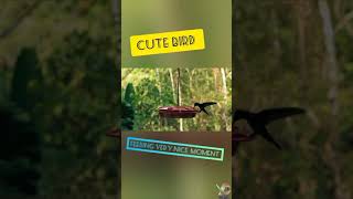 cute bird feeding