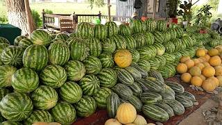 YouTube video thumbnail: From Earth to Table: Following Uzbekistan's Seasonal Harvests