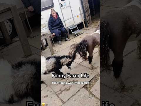 Farm Fresh Fiascos!#animals #funny #farmlife #sheep #dog #farming #animallife #pets