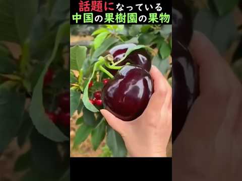 話題になっている中国の果樹園の果物
