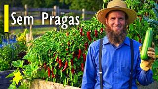O Segredo Amish Para Manter As Pragas Fora Do Jardim Para Sempre