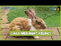 Rabbit Care Essentials