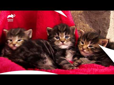 Adorable Siberian House Cat Kittens & Mini Yakut Horse Friendship | Too Cute | Animal Planet