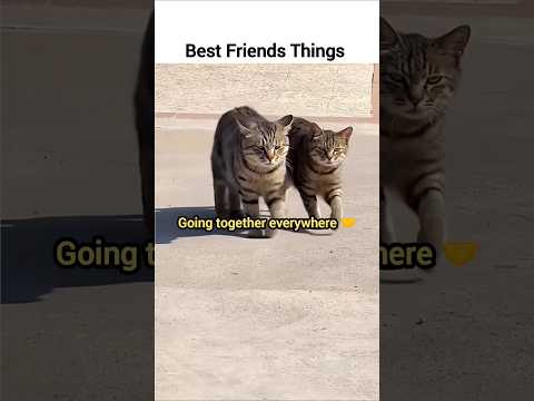 Bestfriend things #cat #cute