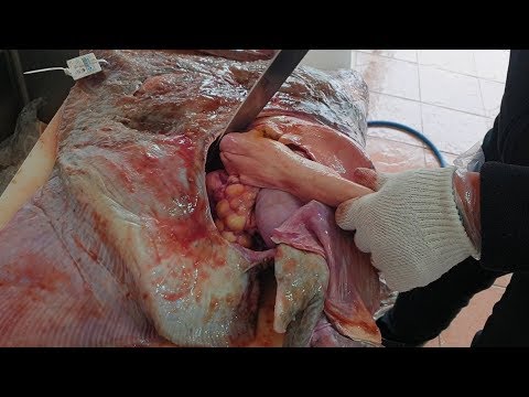 최상급 흑산도홍어 손질부터 먹방까지~ EatingShow Mukbang
